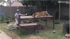 饲养员喂养老虎时差点吓懵了野生动物零距离动物世界老虎动物的迷惑行为