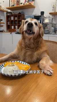 懂事的狗狗居然给麻麻做芒果糯米饭，太暖心了吧