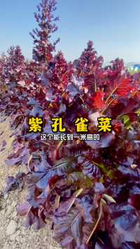 紫孔雀菜种子