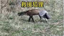 狐狸在渡劫成仙的路上，被铁通卡住了头#动物世界 #动物救援 #紧急救援