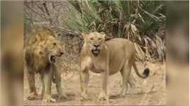 狮王追求小母狮，#野生动物零距离 #奇妙的动物世界 #动物世界