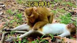 电工猴躺在地上一觉不起#弱肉强食的动物世界 #动物 #猴子
