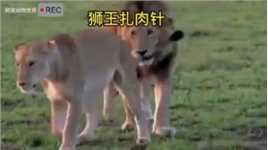 狮王追求小母狮#动物世界 #狮子