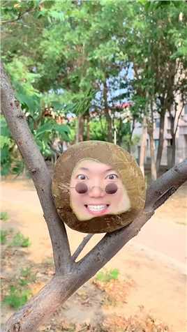 今天我变成了一个椰子。