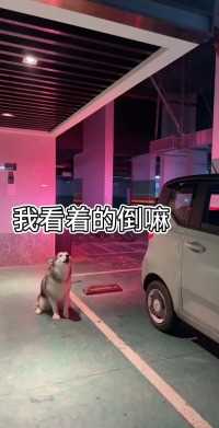 养狗千日用狗一时