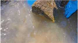 开海了！礁石区石块下藏着好多大梭子蟹_2.#赶海