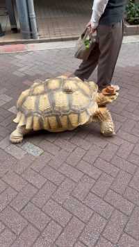 实拍日本街头的大乌龟……