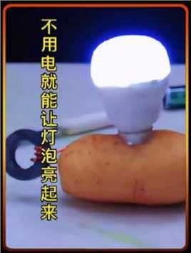 一个土豆两个磁铁就能让灯泡亮起来，真的太神奇了。