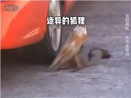 狐狸靠近汽车轮胎以后出现异常，这究竟是怎么了
