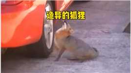 狐狸诡异的在车旁转圈圈# #人与动物和谐共处 #真实户外