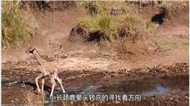 狮子偷袭小长颈鹿，鹿妈妈拼命保护，结局让所有人都意外#爱护大自然保护野生动物 #真实户外 #野生动物零距离 #