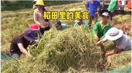 每当水稻收割季节，老表都会在稻田里抓到很多的美食，这一幕想起了我们的童年生活#真实户外 #勤劳的农村人 #乡野田间