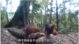 红毛猩猩将女子控制住，它似乎想要打劫#真实户外 # #爱护大自然保护野生动物