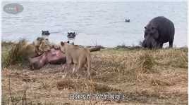 狮子跟河马究竟谁更厉害# #真实户外 #野生动物零距离 #人与动物和谐共处