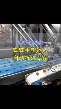 应用在食品生产线上蜘蛛手机器人自动草莓拣选系统
