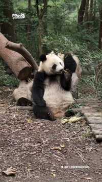 偷袭失败的熊猫 #熊猫 #大熊猫 一班库存