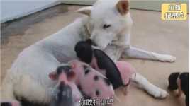 狗狗怀胎十月，喜提八只猪崽，每天悉心照顾他们，母爱太伟大了