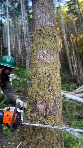 非专业人士请勿模仿伐木伐木工斯蒂尔伐木熊