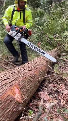 非专业人士请勿模仿伐木大树伐木工森林斯蒂尔伐木熊