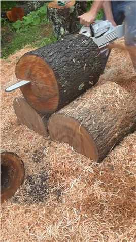 斯蒂尔油锯锯木头伐木伐木熊