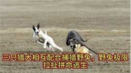 三只猎犬追逐一只野兔，野兔极限拉扯拼命逃生