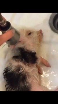 小猪猪洗澡好享受的样子 #影子说.