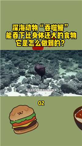 深海动物“吞噬鳗”，能吞下比身体还大的食物，它是怎么做到的？#深海#鳗鱼#海洋生物#保护海洋#科普 (2)