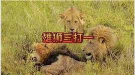 狮王迎战三头入侵雄狮，结局太惨烈了！动物世界精彩片段野生动物狮子