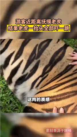 游客近距离抚摸老虎，结果老虎一抬头全部吓一跳