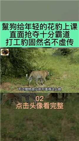 鬣狗给年轻的花豹上课，直面抢夺十分霸道，打工豹固然名不虚传万物皆有灵性野生动物 (2)