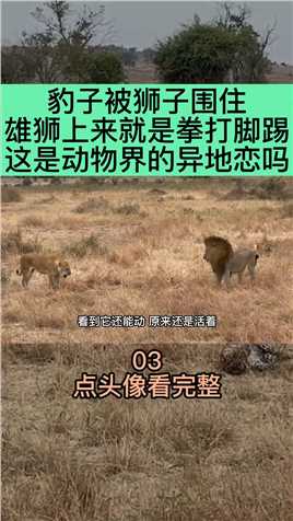 豹子被狮子围住，雄狮上来就是拳打脚踢，这是动物界的异地恋吗 (3)