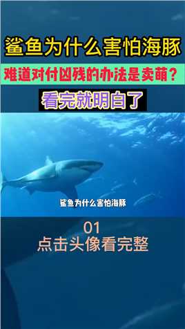 鲨鱼为什么害怕海豚，难道对付凶残的办法是卖萌？看完就明白了海洋生物海豚海底世界真奇妙 (1)