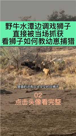 野牛水潭边调戏狮子，直接被当场抓获，看狮子如何教幼崽捕猎野生动物动物 (2)