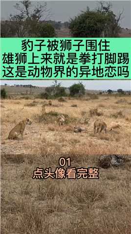 豹子被狮子围住，雄狮上来就是拳打脚踢，这是动物界的异地恋吗 (1)