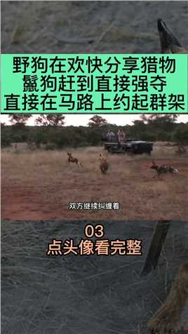 野狗在欢快猎物，鬣狗赶到直接强夺，直接在马路上约起群架野生动物 (3)