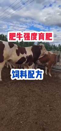 肥牛强度育肥饲料配方。