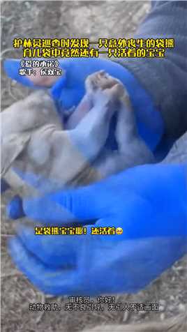 @侯双宝《爱的承诺》国外护林员巡查时发现一只意外丧生的袋熊，育儿袋中竟然还有一只活着的宝宝#救助野生动物#爱的承诺
