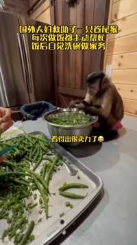 国外夫妇救助了一只小猴，小猴懂得感恩，小姐姐每次做饭都主动帮忙，饭后自觉洗碗做家务