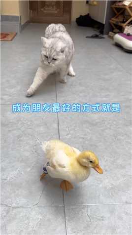 怎么会有猫学鸭子的啊