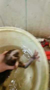 给猴子洗澡