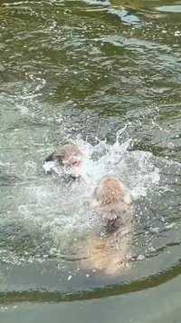 猴子水里打架