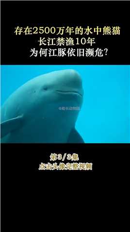 存在2500万年的水中熊猫，长江禁渔10年，为何江豚依旧濒危？