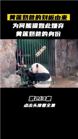 被熊猫集体嫌弃，每天都在崩溃边缘，北动黄莲奶爸有多卑微！