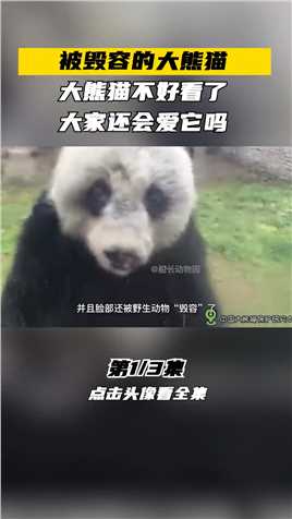 被毁容的大熊猫，大熊猫不好看了，大家还会爱它吗！