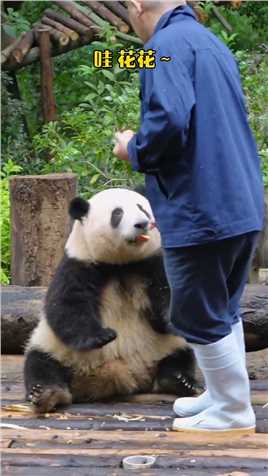 大熊猫和花 ：爷爷没有果果这班可不好上哦！ #大熊猫听懂四川话系列