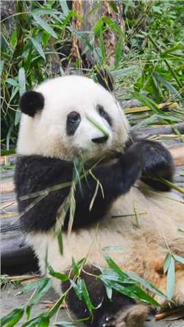 大熊猫和花 ：哼气死啦！不吃啦！ #大熊猫听懂四川话系列 #大熊猫