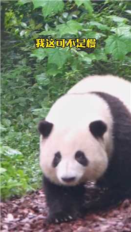 大熊猫听懂四川话系列 #大熊猫和花 花花来啦！这大脸bor也太可爱啦！