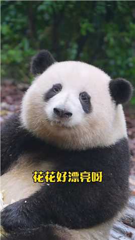 史上最会营业的熊猫，花花好享受彩虹屁呀！ #大熊猫听懂四川话系列