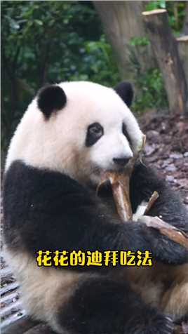 大熊猫和花 ：咱是不锈钢公主，家大业大吃不垮！