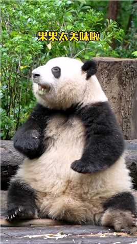 谭爷爷带着他的大胖闺女花花，出来营业啦！ #大熊猫听懂四川话系列 